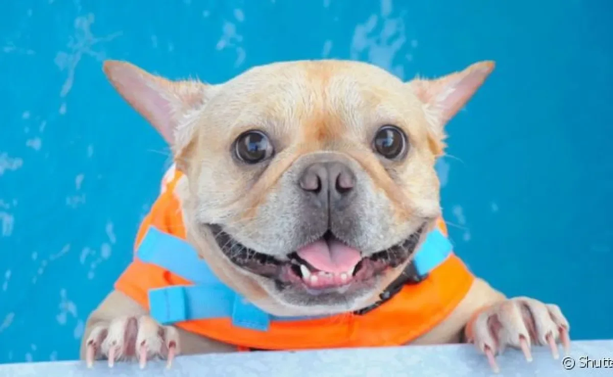 Colete salva vidas: cachorro precisa dessa proteção na hora de entrar na água
