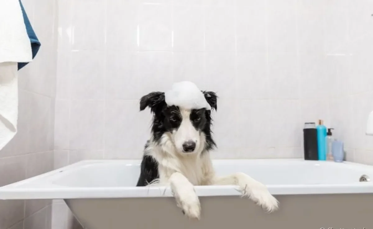Você pode até encontrar um cachorro grande para apartamento, mas será preciso algumas adaptações