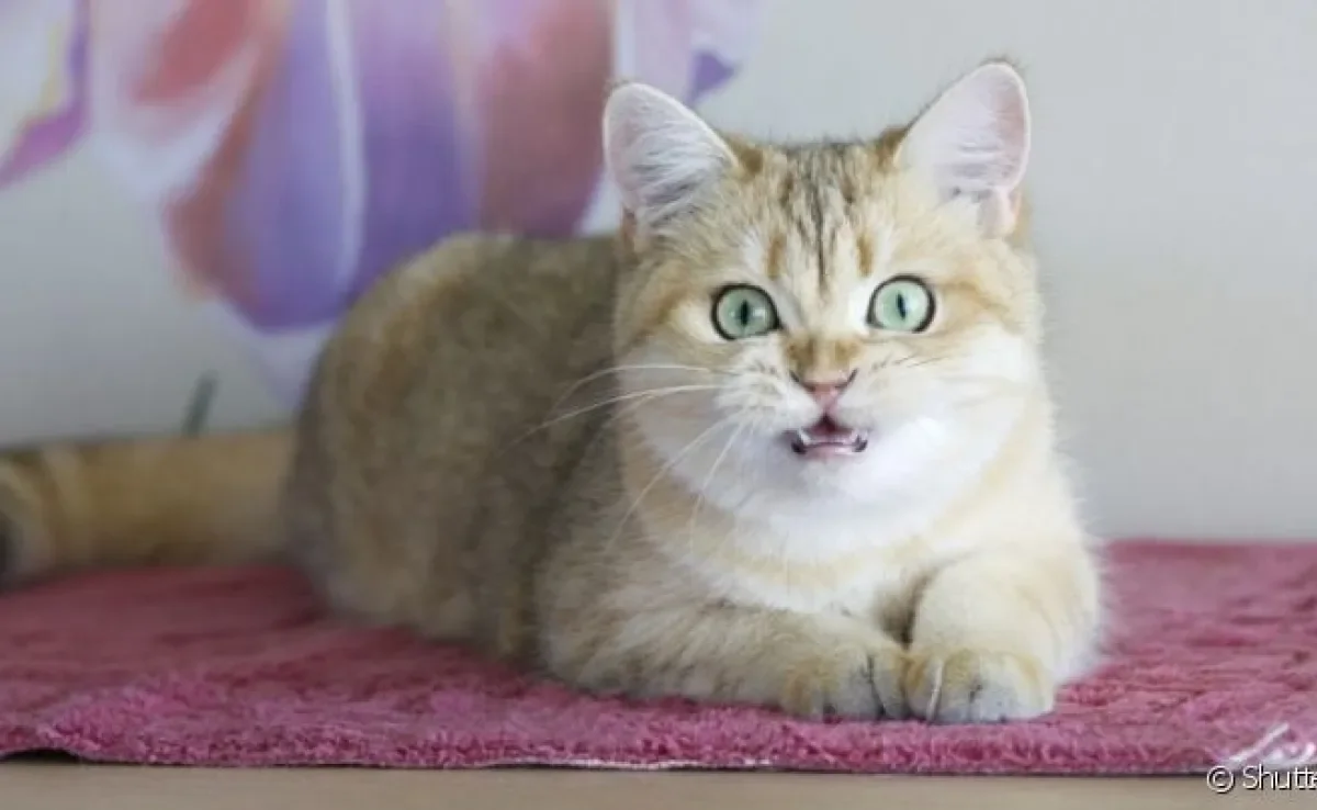 O miado de gato com medo é fácil de ser identificado