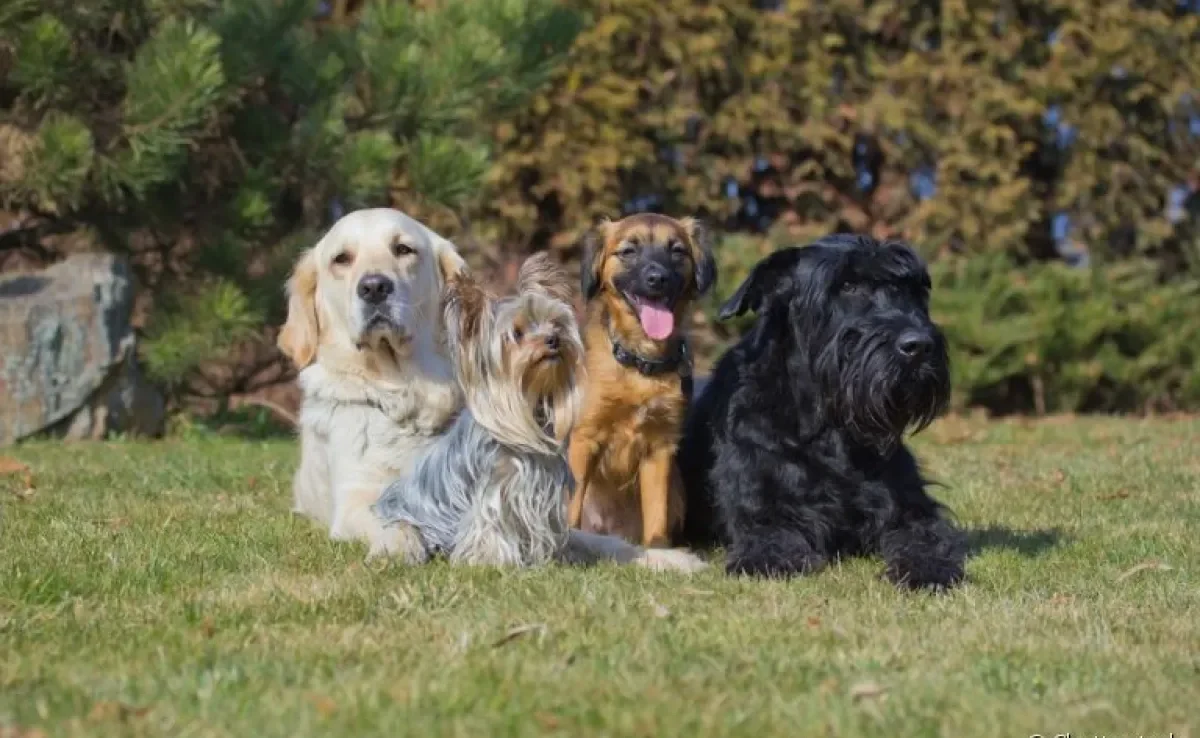 Do Yorkshire ao Labrador: conheça as raças que mais fazem sucesso