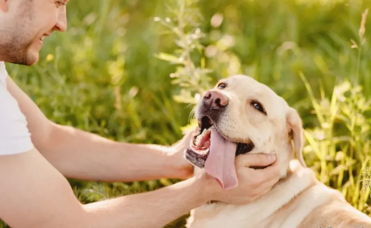  Pastor alemão, labrador, vira-lata e outros: veja quais são os cachorros mais carinhosos! 