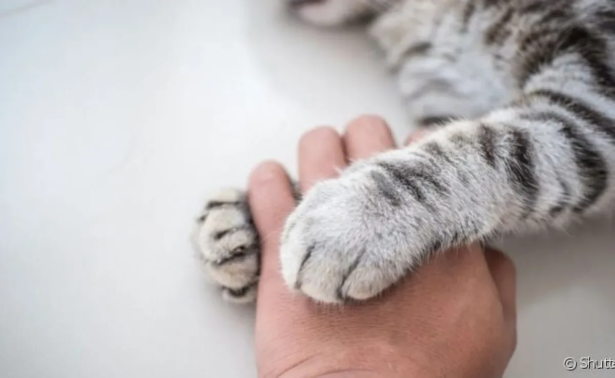 Gato carente, dócil e companheiro pode ser de diversas raças, inclusive Vira-lata!