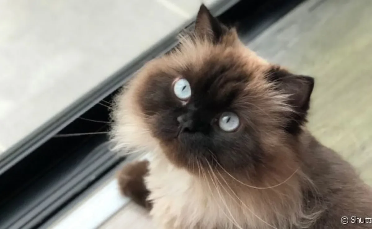  Gato Himalaio tem caráter que reúne o melhor do Siamês e Persa 