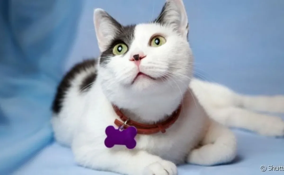  Gato usa coleira, mas precisa se adaptar ao acessório 
