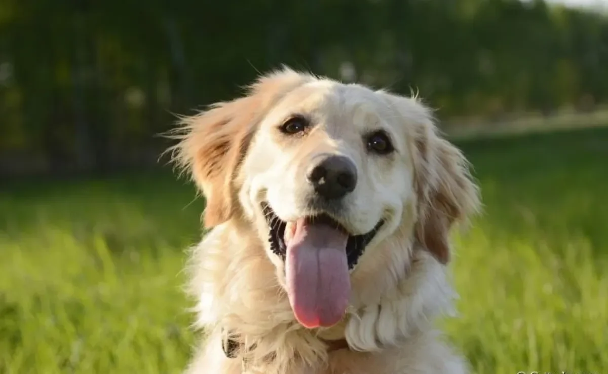 O Golden Retriever é um cachorro grande com muitas qualidades
