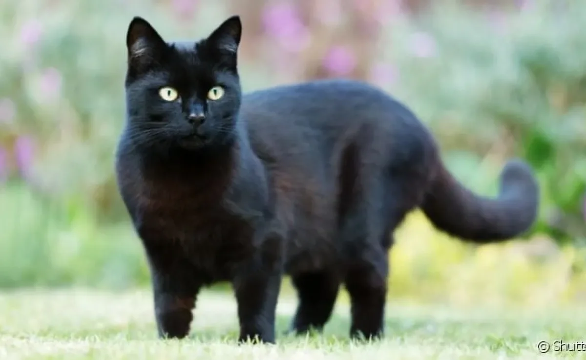 A leishmaniose em gatos é uma doença séria transmitida pela picada do mosquito-palha