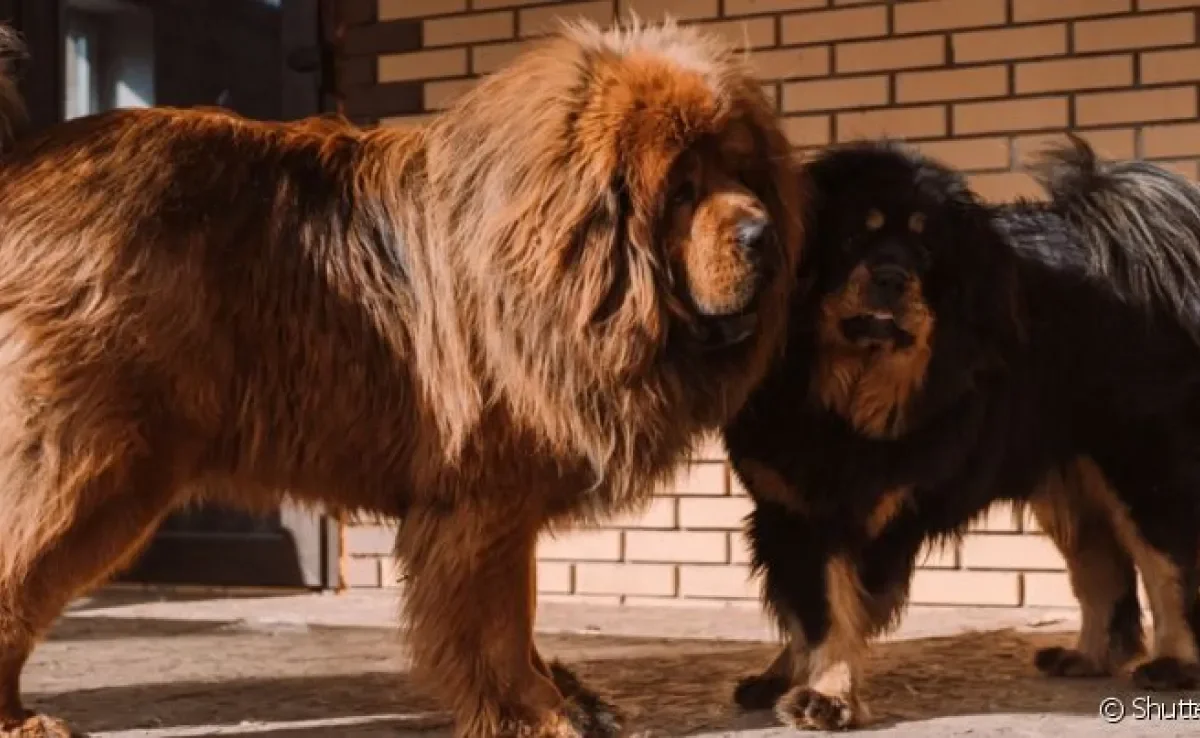  Mastim Tibetano é uma raça que vai muito além de ser o cachorro mais caro do mundo! Conheça esse grandão.