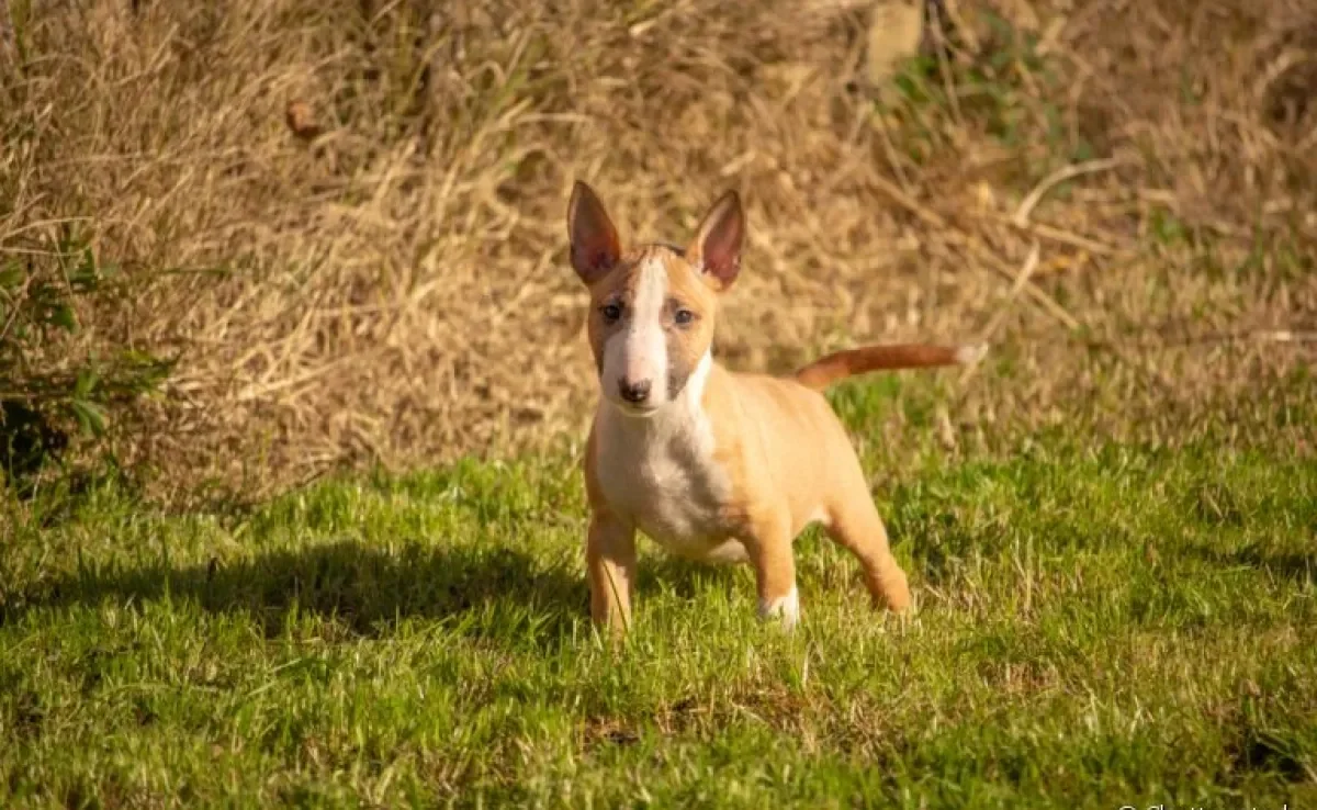 Conheça algumas mini raças e se apaixone por esses cachorros pequenos! 