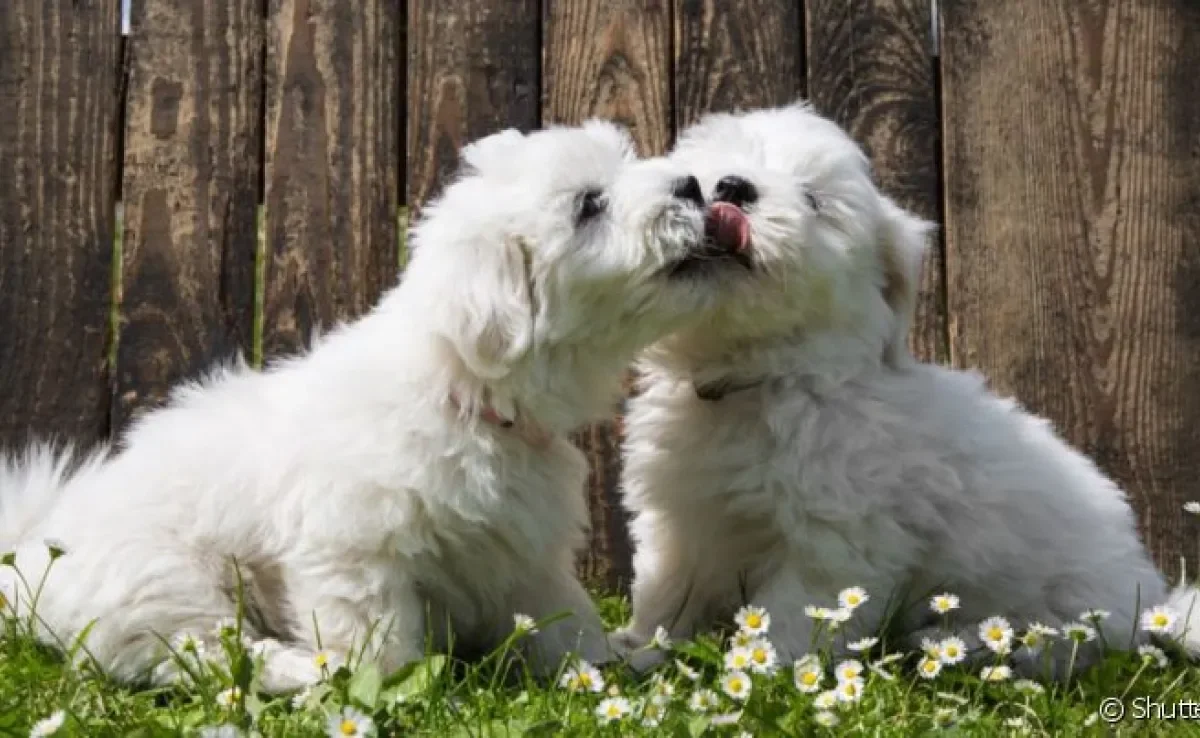Nomes para cachorro unissex têm feito cada vez mais sucesso