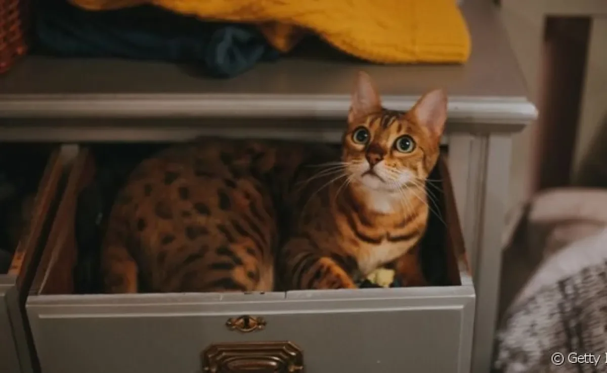 Gato bengal é resultado do cruzamento do gato selvagem com um gato doméstico