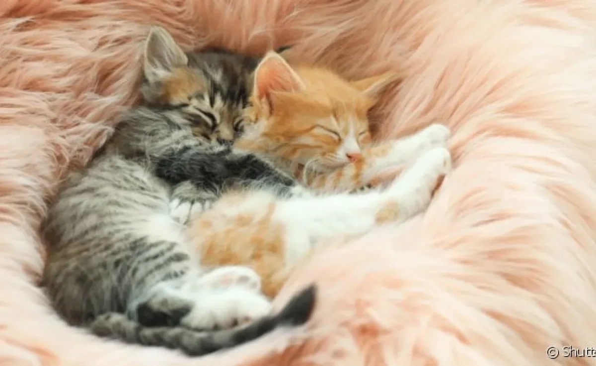  Interpretação dos sonhos com gato filhote depende de muitos fatores, como a postura do gato e a cor dos pelos