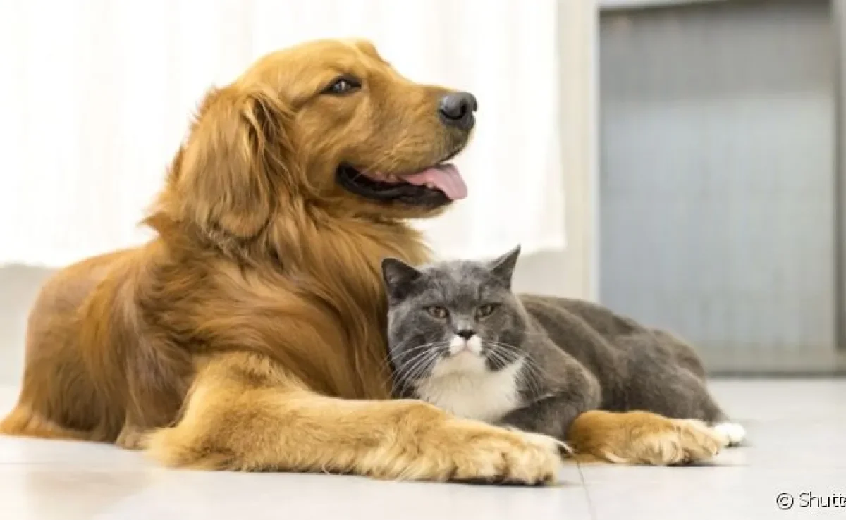 O outubro rosa pet serve para conscientizar os tutores sobre o câncer de mama em cães e gatos