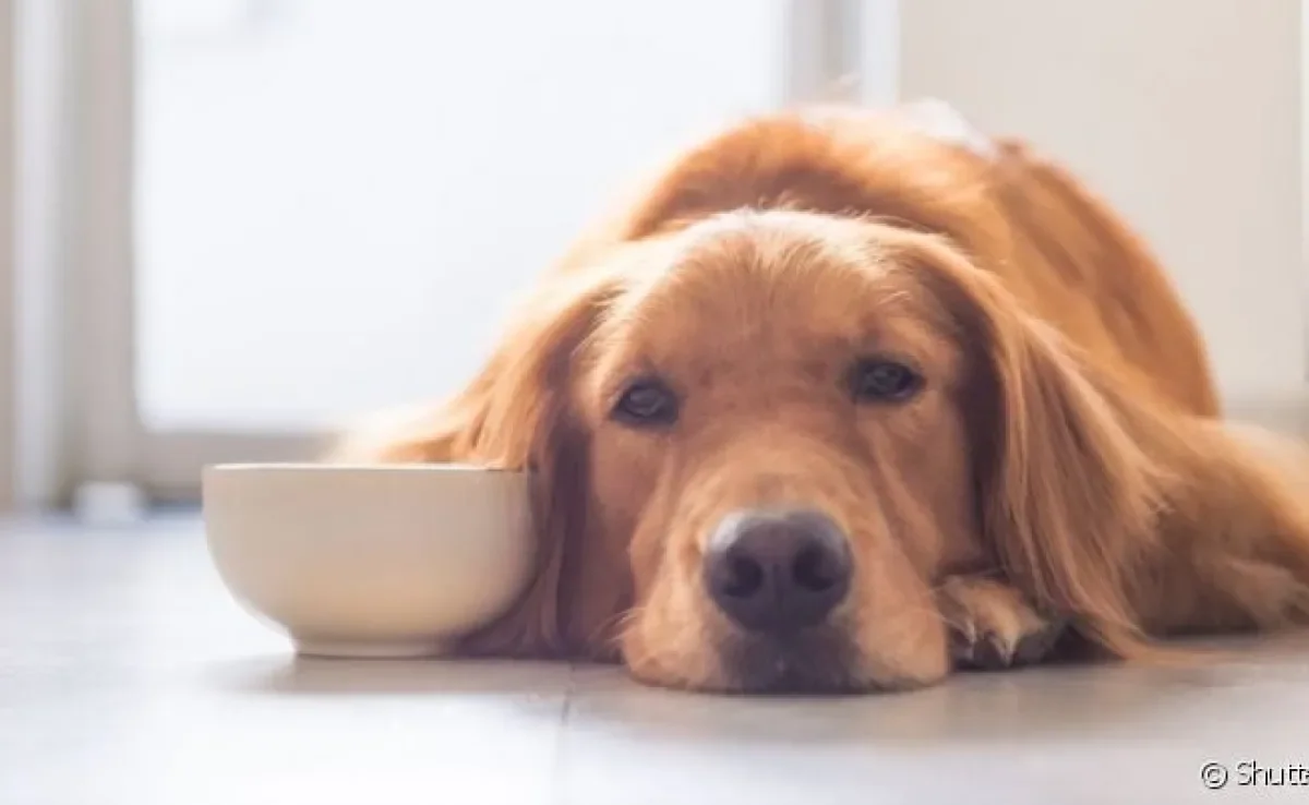  Entenda as causas da pancreatite em cães e como prevenir a doença