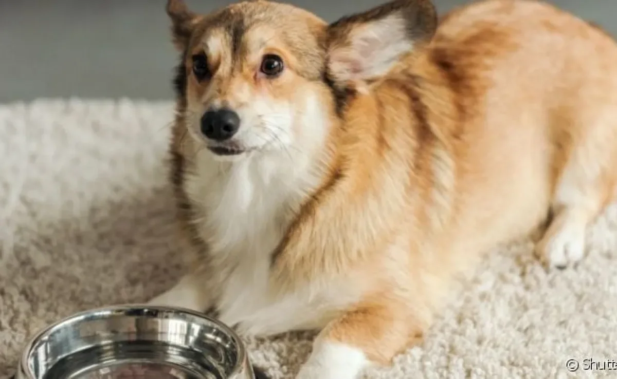  Soro caseiro para cachorro ajuda em casos de desidratação 