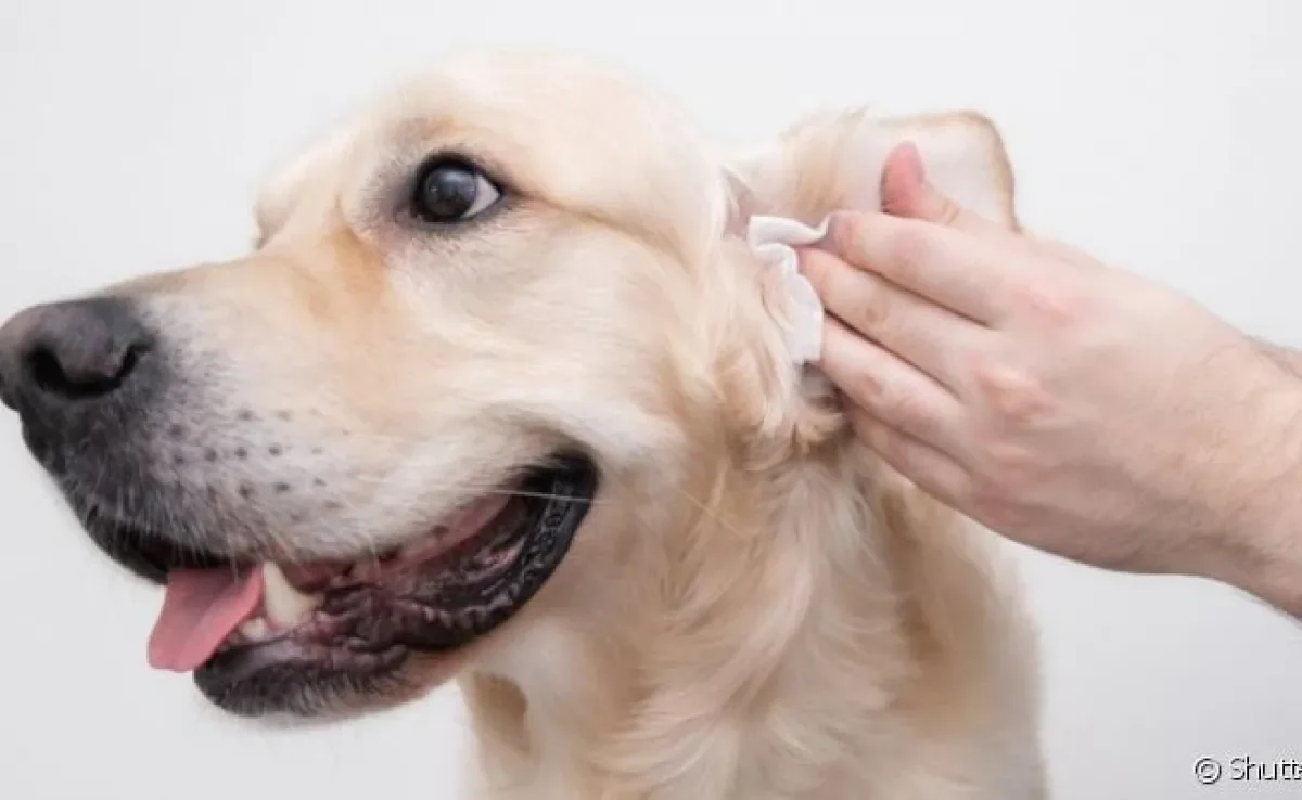  Como limpar o ouvido do cachorro com cotonete? Saiba se a haste pode ser usada na higiene 