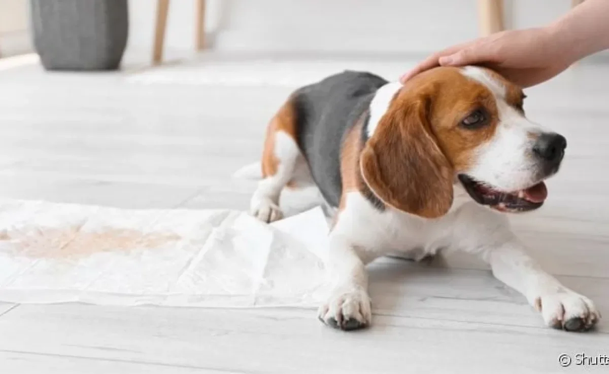 Por que o cachorro urina quando vê o dono? O comportamento é uma reação do corpo a determinadas emoções