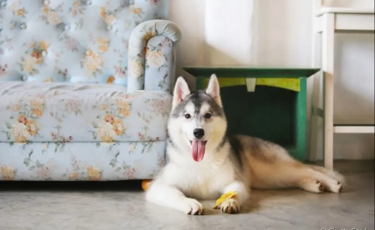 Cachorro de raça grande pode se adaptar muito bem em apartamentos. Basta investir no gasto de energia desses grandões e oferecer brinquedos para passar o tédio.