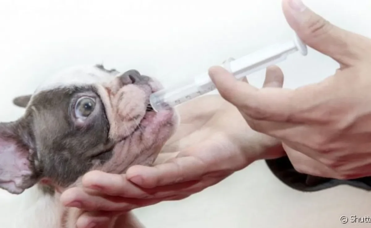  Probiótico para cachorro ajuda em caso de diarreia e vômito