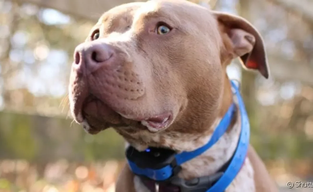  Coleira para cachorro grande como o Pitbull deve considerar o porte e força do cachorro, qual a melhor opção?