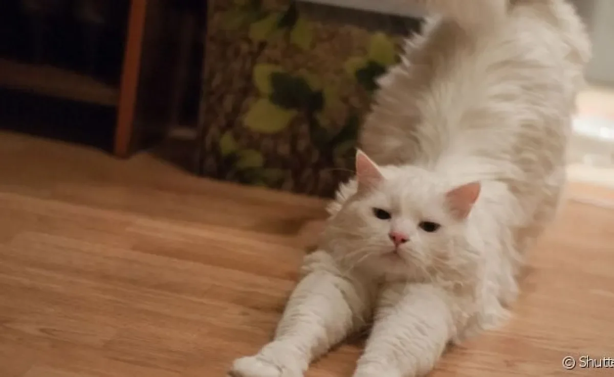  Quanto tempo dura o cio de gato e como lidar com ele nesse período 