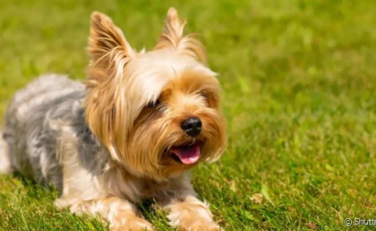 O Yorkshire é um dos cachorros de porte pequeno que mais fazem sucesso