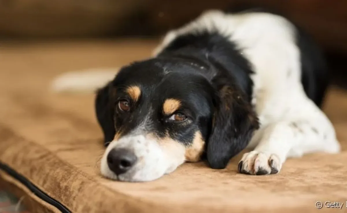 A peste de sangue em cachorro é uma doença infecciosa grave que precisa de tratamento rápido