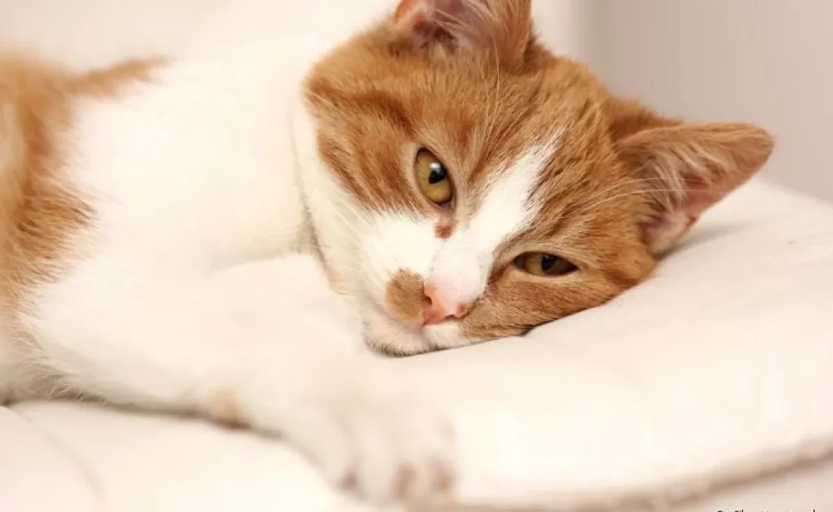 A afirmação de que todo gato tem toxoplasmose é bem equivocada