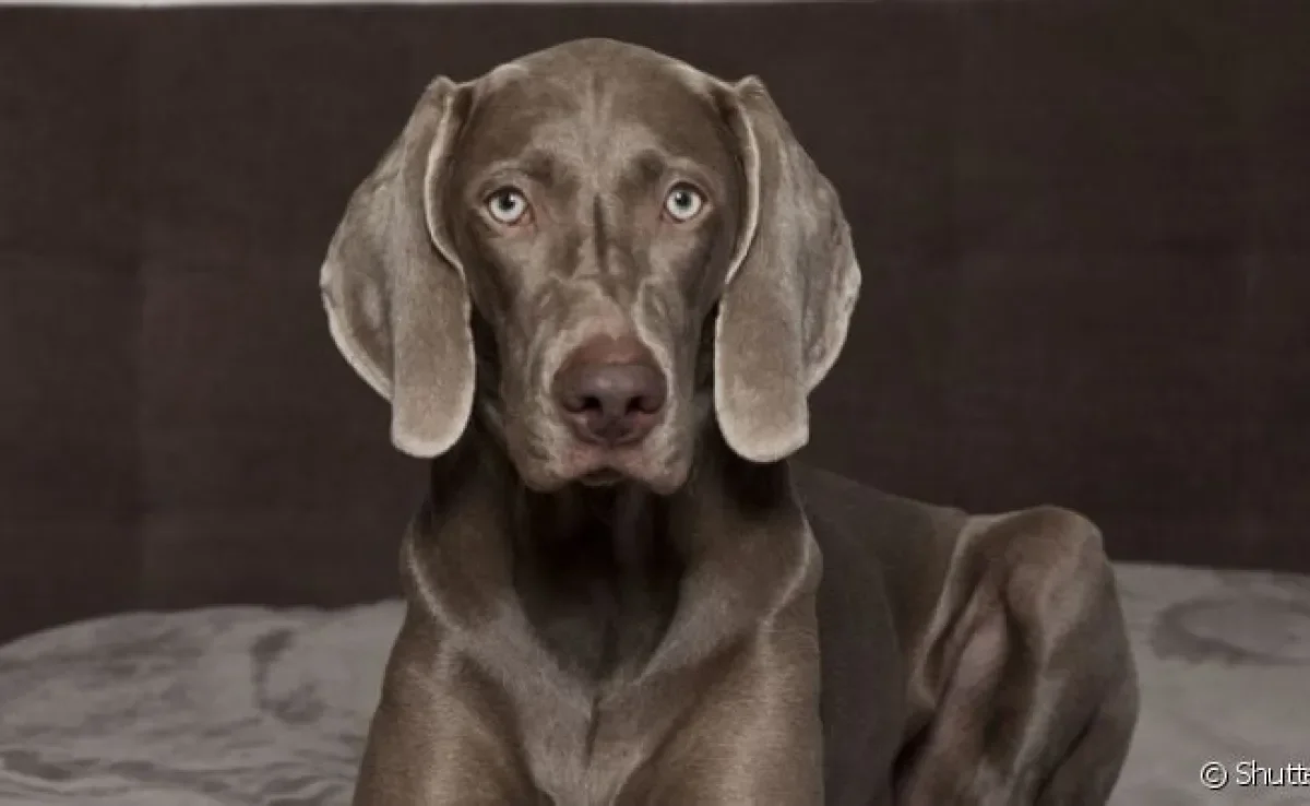  Weimaraner tem um comportamento dócil, leal e amoroso 