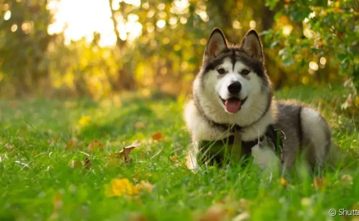 O Malamute do Alaska é descendente de lobos e se parece muito com o Husky