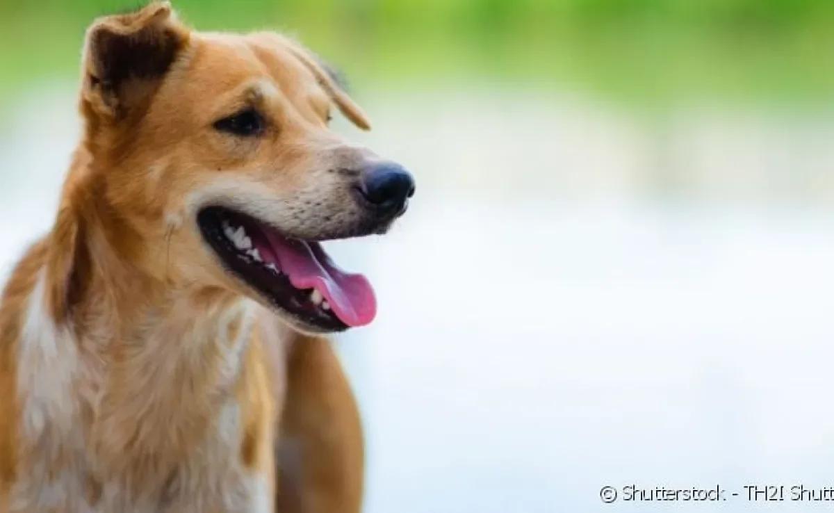 Para escolher um nome para cachorro caramelo, não faltam inspirações!