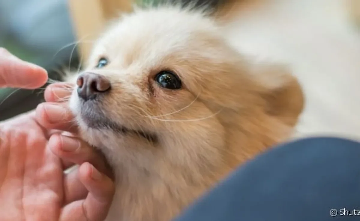  Cachorros tem capacidade para entender os humanos e suas emoções