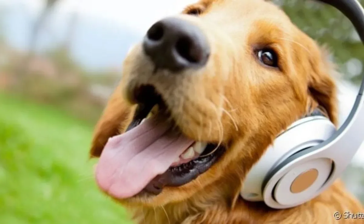 Barulho que cachorro gosta: a voz entusiasmada do tutor está no topo da lista