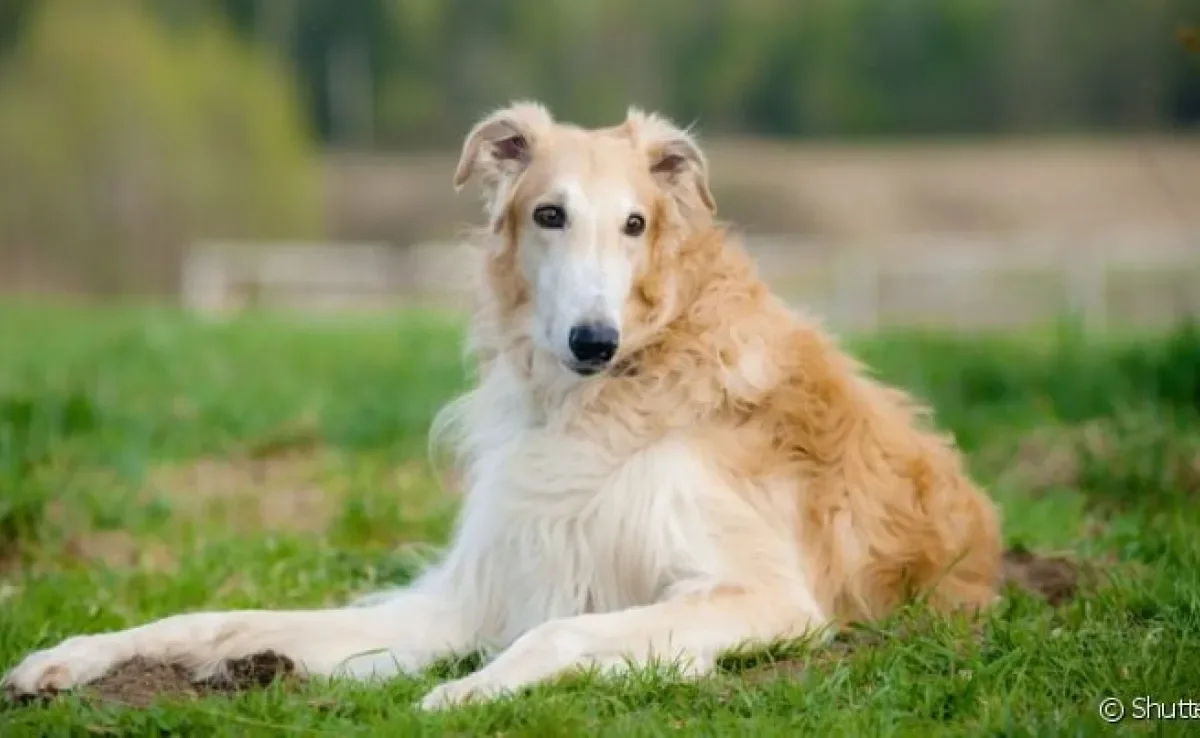 Curiosidade sobre o Borzoi: preço do cachorro não é tão caro quanto outras raças