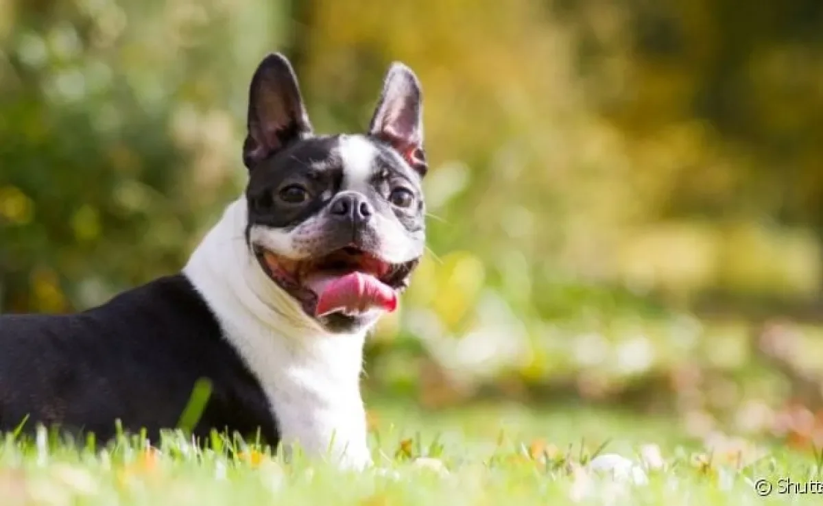 O Boston Terrier é um cachorro dócil, esperto e sociável