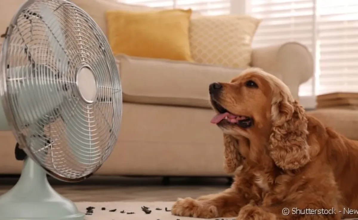 Como cuidar de cachorro no calor é - ou deveria ser - uma preocupação de todos os tutores.