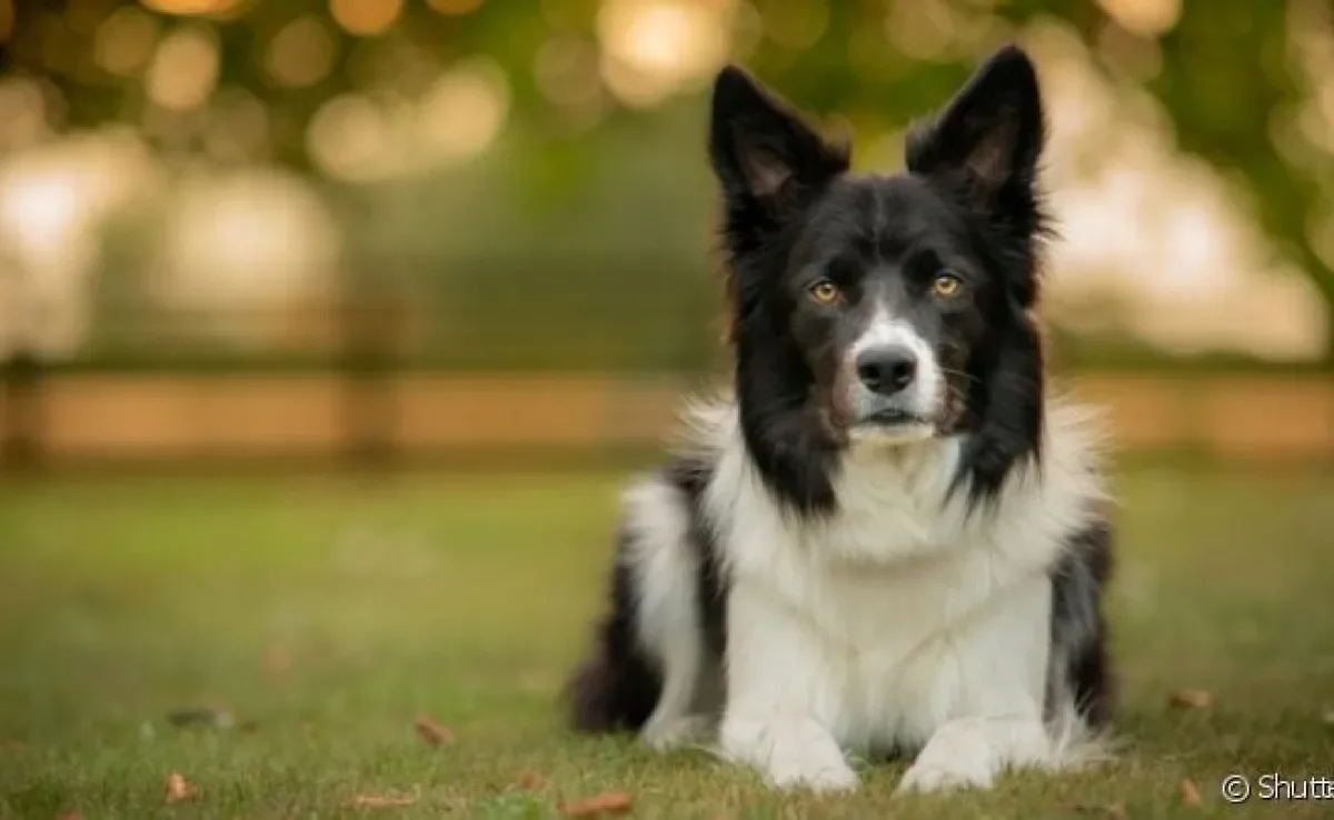 O corrimento em cachorro pode ter várias explicações