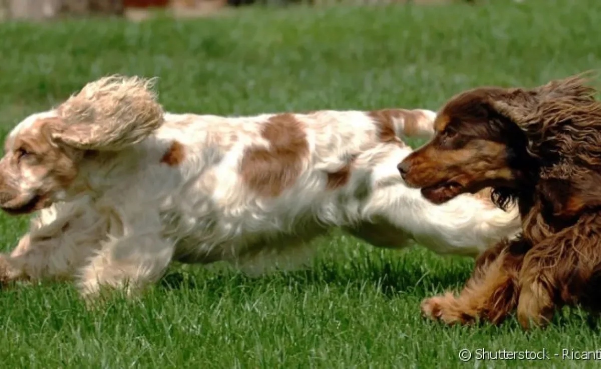 Descubra quais são as diferenças entre o Cocker Spaniel inglês e o Cocker Spaniel americano!