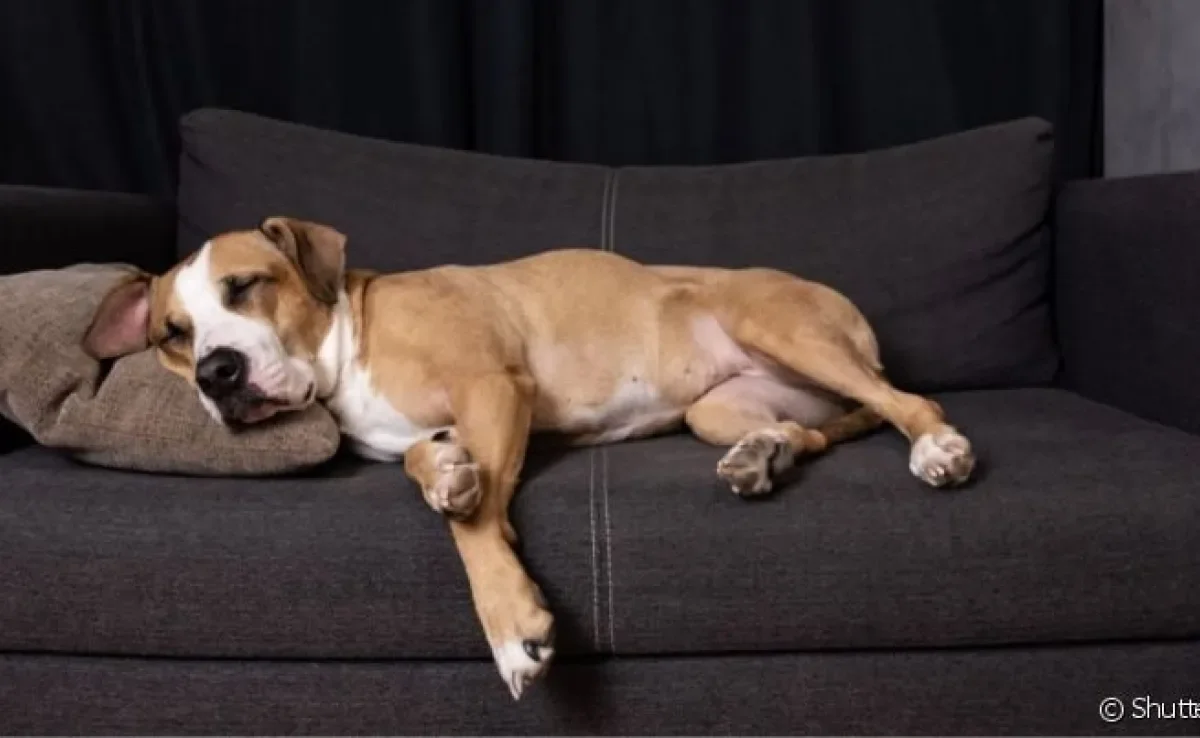  Cachorro tem pesadelo e se ele rosna dormindo, isso é sinal de sonho ruim 
