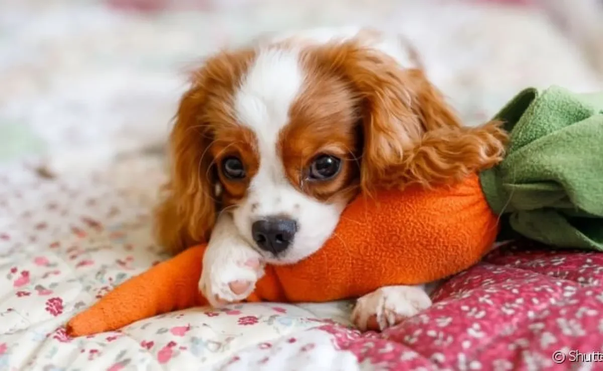 O Cavalier King Charles Spaniel é um cão que se adapta bem a apartamentos