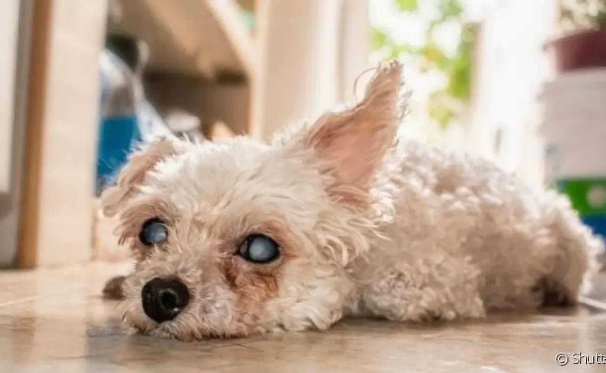 A cegueira repentina em cachorro e retina branca pode ser sinal de catarata 