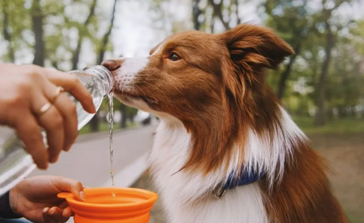 Levar água gelada empre que for passear é uma forma de como fazer cachorro beber água.