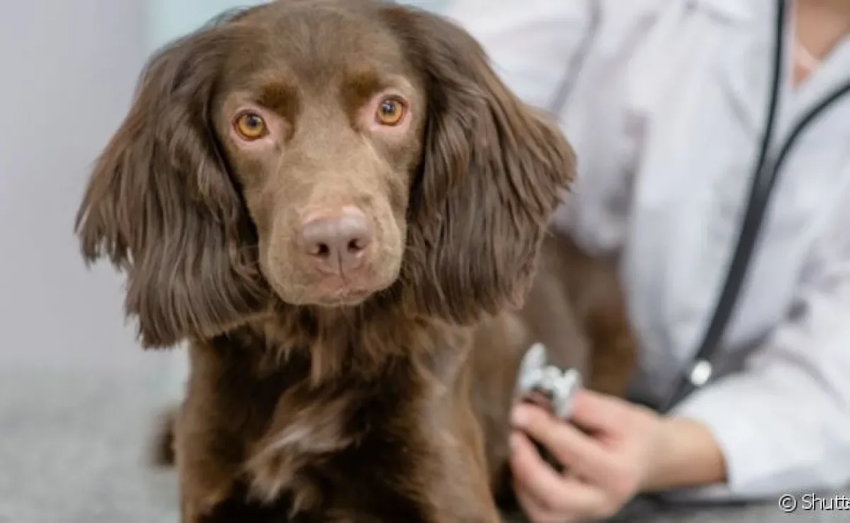 Cuidados com o coração: cachorro precisa passar por check-ups anuais