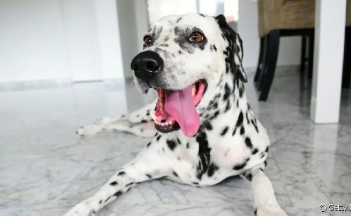  O Dálmata é uma raça super curiosa que adora brincar 