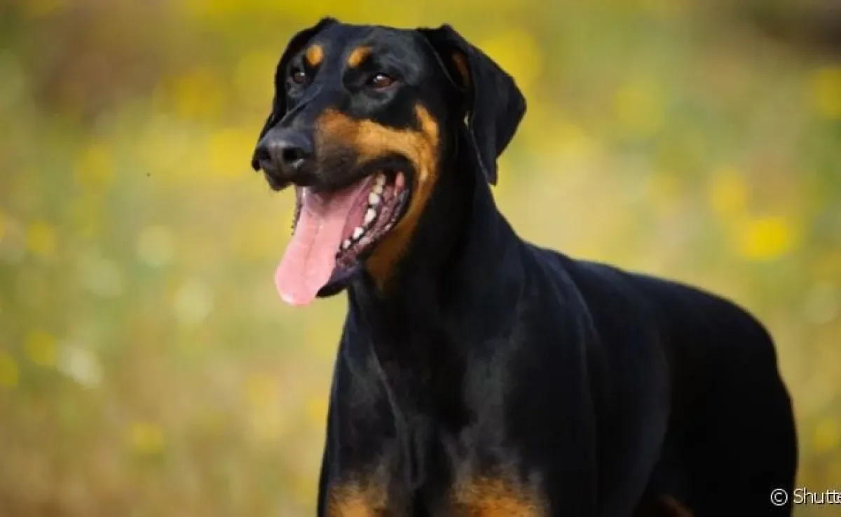 O temperamento do Doberman vai além do forte instinto protetor