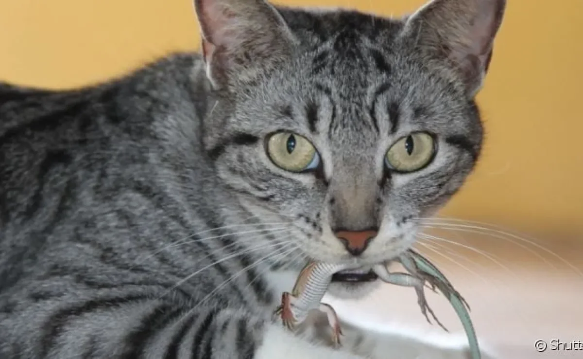 A doença da lagartixa em gatos precisa de atenção dos gateiros
