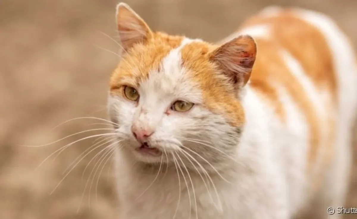 As feridas na cabeça do gato podem ter diferentes causas, desde alergias até doenças mais graves