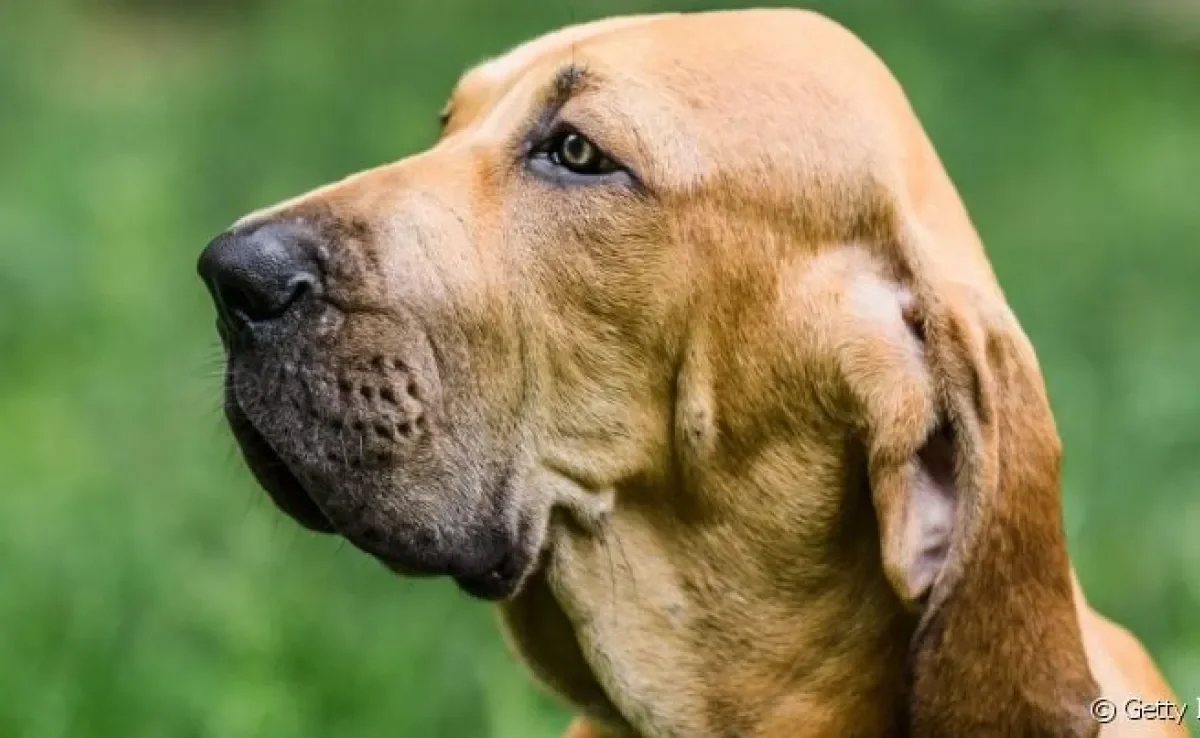  Cachorro Fila Brasileiro é uma raça tupiniquim que surgiu durante a colonização 