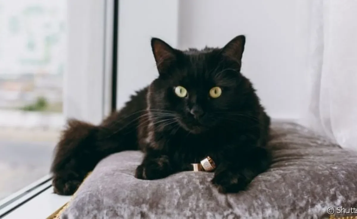 A FIV felina é uma doença viral grave que precisa de atenção