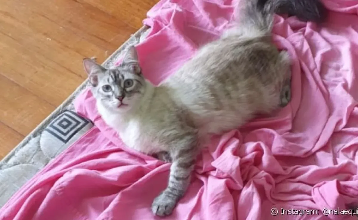 A hipoplasia cerebelar em gatos é uma condição rara, mas a gatinha Nala foi diagnosticada com ela
