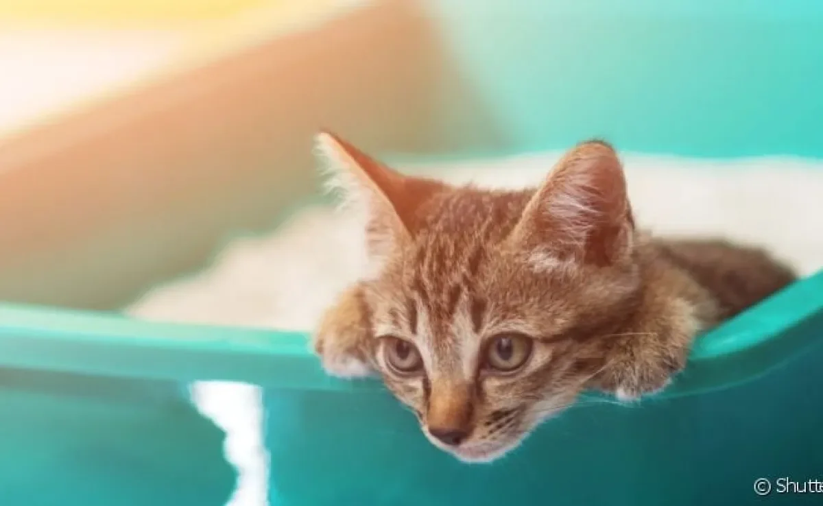 Gato com diarreia após vermífugo não costuma ser preocupante